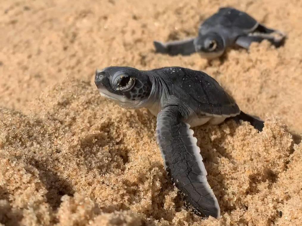 Em Paulista, tartarugas-verdes nascem na Orla de Marinha Farinha