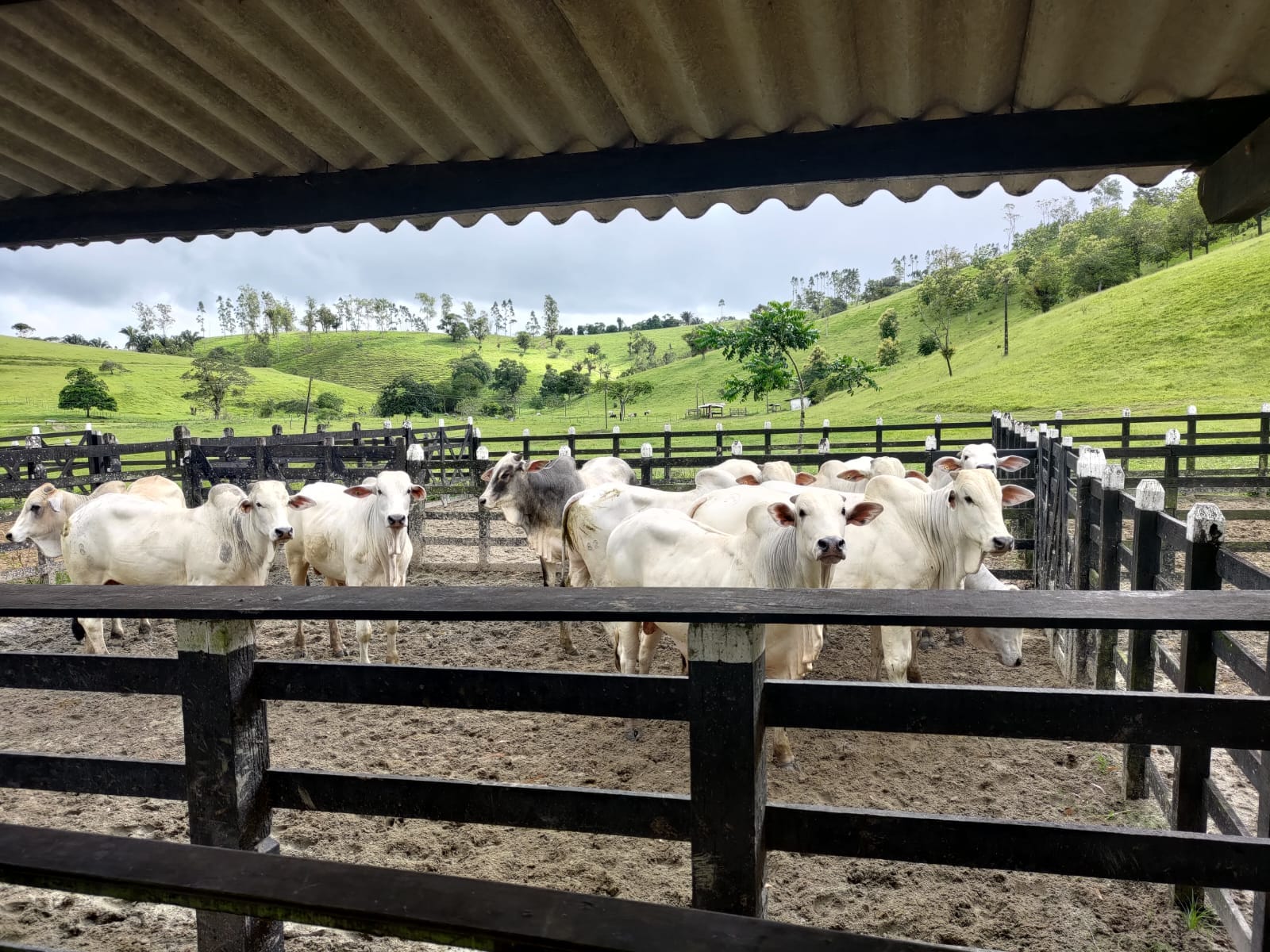 Pernambuco possui 242,4 mil produtores e um rebanho bovino com cerca de 2,5 milhões de animais e está como zona livre de febre aftosa