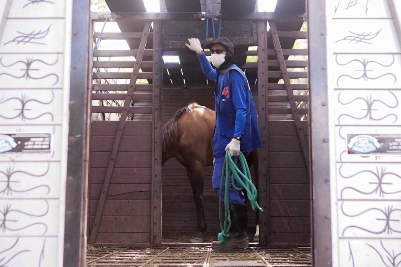 Primeira etapa do programa da Prefeitura do Recife contemplou seis condutores, que entregaram cinco carroças e seis cavalos ao município